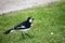 Male Magpie-lark (Grallina cyanoleuca) looking for grubs in the green grass : (pix Sanjiv Shukla)