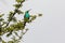 Male Malachite Sunbird Nectarinia famosa   perched in Fever Tree  with copy space, Western Cape, South Africa