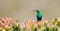 Male malachite Sunbird on protea bush