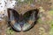 Male malay baron butterfly on ground