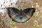 Male malay baron butterfly on ground