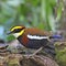 Male Malayan Banded Pitta