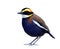Male of Malayan banded pitta, most beuatiful and colorful bird endemic to thailand which must see before die
