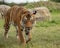 Male Malaysian tiger in captivity