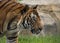 Male Malaysian tiger in captivity