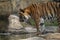 Male Malaysian tiger in captivity looking into water