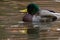 Male mallard