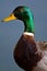 Male Mallard