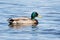 Male Mallard