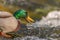 Male mallard (Anas platyrhynchos) duck looking for food in a river