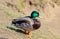 Male mallard anas platyrhynchos duck on the shore of a pond.