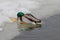 Male mallard Anas platyrhynchos eating bread on the ice on the water surface