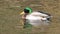 Male Mallard, Anas platyrhynchos swimming