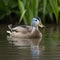 Male Mallard Blue Duck Swimming in Tranquil Wetland Setting