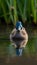 Male Mallard Blue Duck Swimming in Tranquil Wetland Setting
