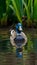 Male Mallard Blue Duck Swimming in Tranquil Wetland Setting