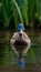 Male Mallard Blue Duck Swimming in Tranquil Wetland Setting