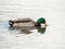 Male Mallard Drinking from Lake Water