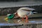 Male mallard drinking from a puddle