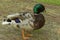 male mallard duck pictures