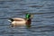 Male Mallard Duck