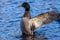 Male mallard duck on blue reflective water