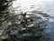 Male mallard duck dives into pond