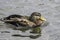 Male Mallard duck in eclipse plumage