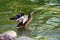 Male mallard duck flaps its wings on the pond