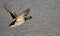 Male Mallard Duck in flight