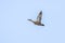 Male Mallard Duck In Flight, Full Wingspan Over Blue Sky