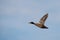 Male Mallard Duck Flying Above In The Sky