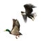 Male Mallard Duck Flying. illustration of american