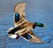 Male Mallard Duck Flying Over Water