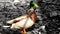 Male Mallard Duck Foraging