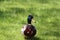 Male Mallard Duck Front View In Grass