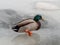 Male mallard duck  on a frozen lake