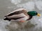 Male mallard duck  on a frozen lake