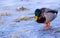 male mallard duck on a frozen lake