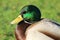 male mallard duck. head shot on grass