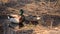 Male mallard duck is keeping guard in spring forest as female mallard duck