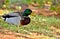 Male Mallard Duck on Lake Hefner in Oklahoma City