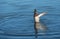 Male mallard duck landing in the water