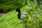 A male mallard duck looking from out of grass hiding