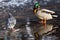 Male mallard duck and pigeon