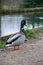 Male mallard duck qualking on footpath near river