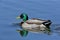 Male mallard duck reflected in blue water