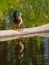 Male mallard duck reflected in water