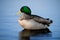 Male Mallard Duck On Rippling Blue Water