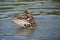 Male mallard duck spreading its beautiful blue speculum wings after landing in the river